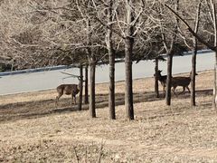 -大连森林动物园