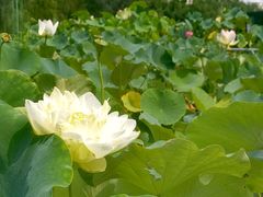 -莲花池公园