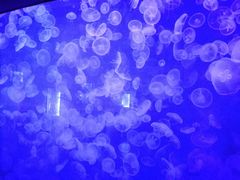 -烟台海昌鲸鲨海洋公园