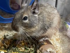 -酷以爬仙阁实体爬宠店·守宫·蜥蜴·专业繁育