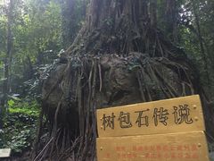 -莫里热带雨林景区