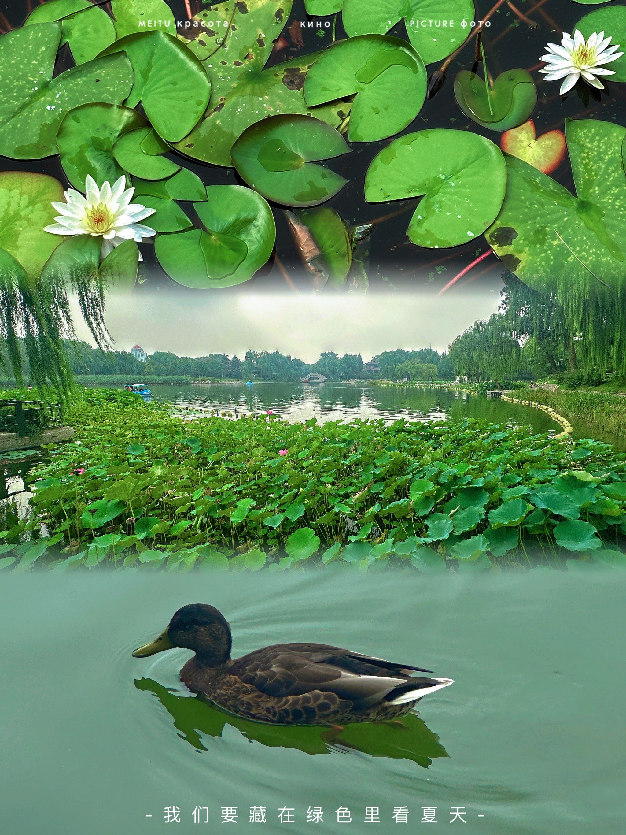 08抓住夏天的小尾巴91去捕捉公园里的夏意吧6015