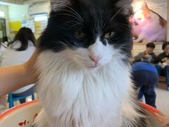 -平行世界·猫咖(首经贸店)