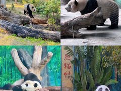 -灵玲国际马戏城