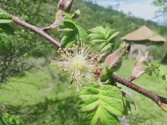 -硗碛藏寨·神木垒景区