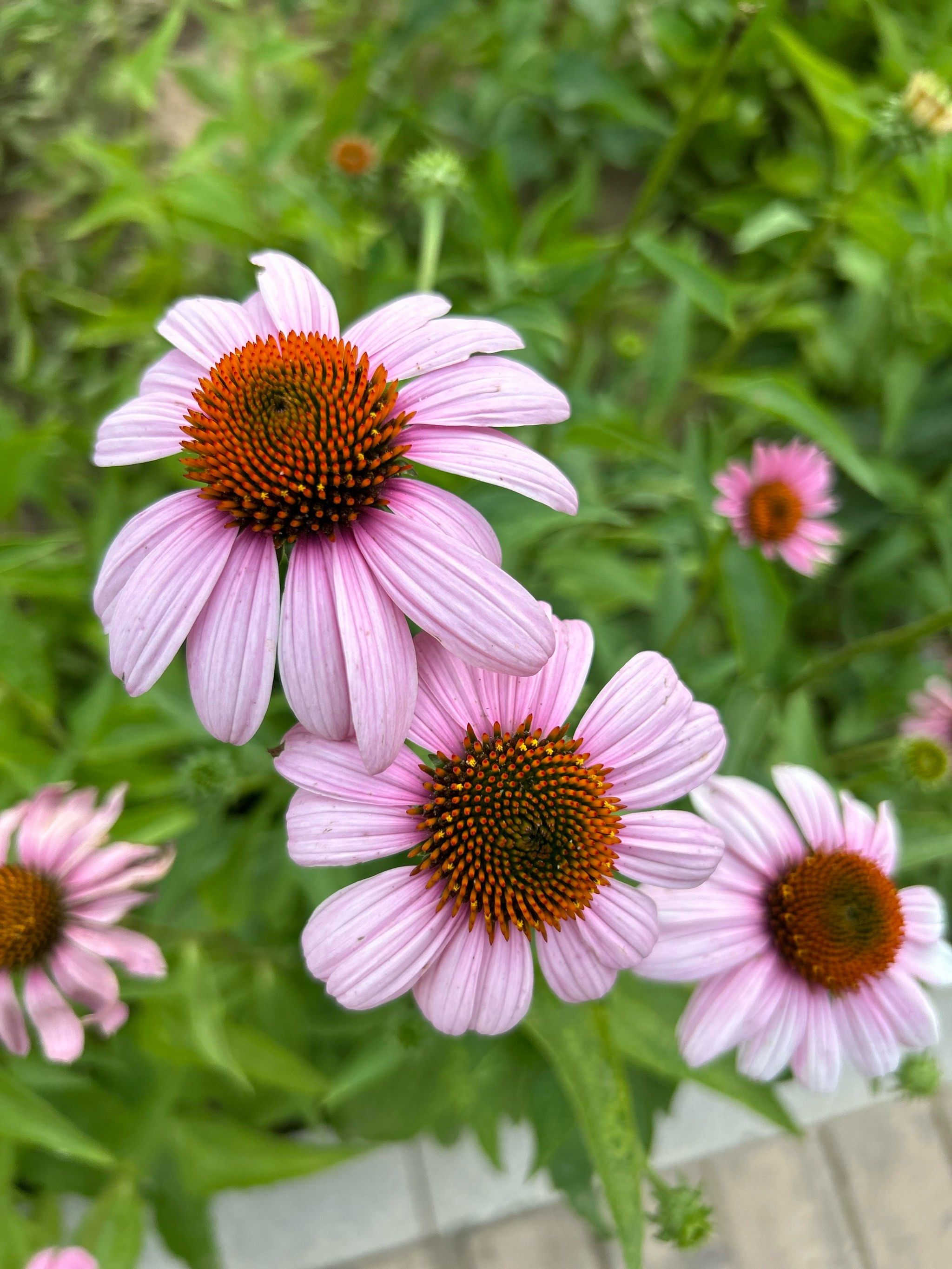 夏日争奇斗艳的小花