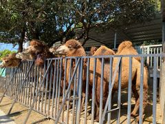 -泉州海丝野生动物世界