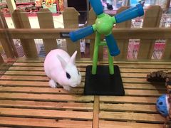 -宠物兔专门店(天丰利市场店)