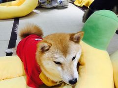 -逗柴咖啡屋·狗咖猫咖宠物桌游