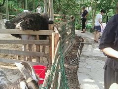 -清境桃源