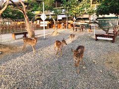 -鹿境梅花鹿生态园区