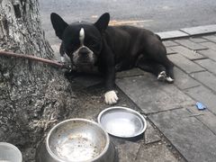 -丁老爷子苏香圆