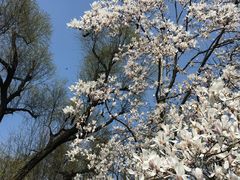 -上海共青森林公园