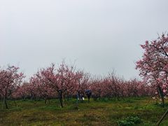 -天适樱花悠乐园