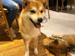 -柴务处·柴犬主题狗咖