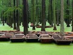 -渌洋湖湿地公园