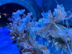 -海合安青岛极地海洋公园