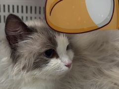 -瑞派康怡24h宠物医院·犬猫医疗中心·微创绝育(瑞景分院)