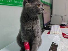 -半岛宠物医院24小时(科华中路店)