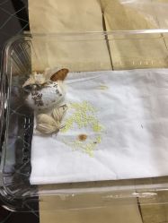 -太湖雪蚕桑文化园
