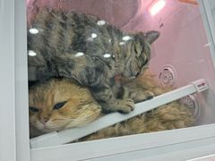 -爱洗澡的猫(天河路店)