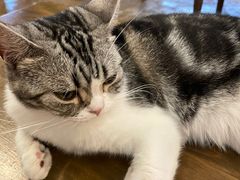 -猫猫幼稚园·撸猫·桌游·电玩