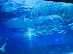 -烟台海昌鲸鲨海洋公园