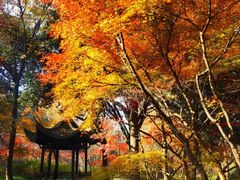 -杭州植物园