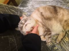 -猫色咖啡·猫咖