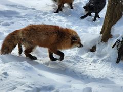 -宫城藏王狐狸村
