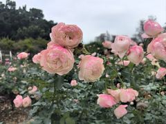 -莲花山公园