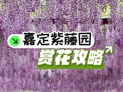 -嘉定紫藤园