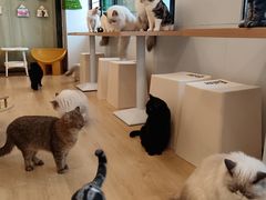 -有喵·猫咖·狗咖·30几只猫10只小狗(岗厦店)