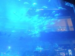 -迪拜水族馆及水下动物园