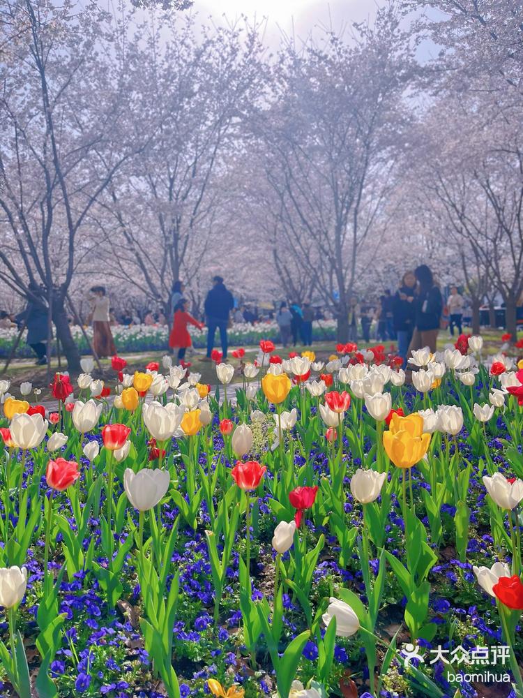 黄浦滨江树上樱花游地上郁金香滨江春色