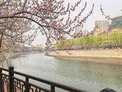 -桃花堤公园
