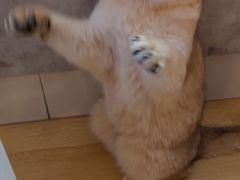 金桔-猫咪派对(江南西店)