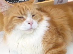 -喵园·猫主题咖啡厅·撸猫·猫咖(国贸店)