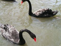 -新疆天山野生动物园