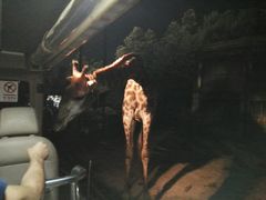-清迈夜间动物园