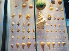 -贝林大翅鲸简餐厅(国家海洋博物馆店)