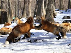 -宫城藏王狐狸村