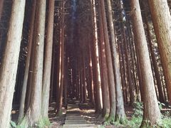 -武陵山森林公园