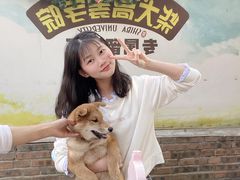 -柴犬高等学院·狗咖·柴犬售卖·宠物训练