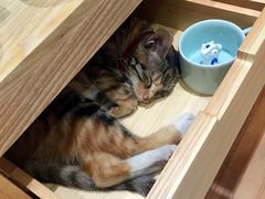 -猫的天空之城概念书店(杭州南宋御街店)