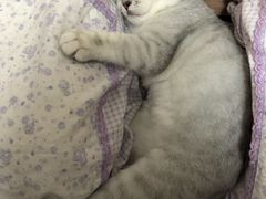 -安安宠医宠物医院·异宠·犬猫内科(岳阳分院)