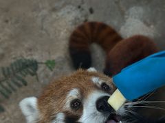 -石家庄市动物园