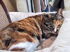 -萌兽医馆·宠物医院·猫骨科(创景店)