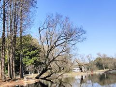 -上海共青森林公园