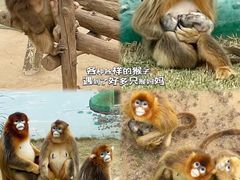 -西霞口神雕山野生动物世界